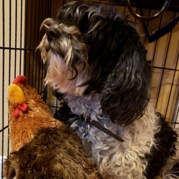 Meet your Posher, Aaurora - Picture 1 of 1